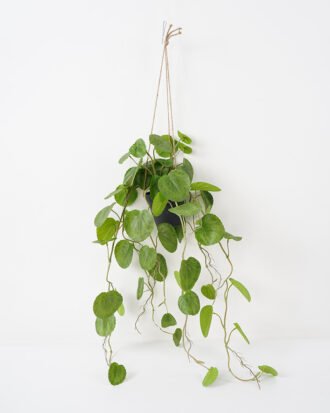 Artificial Plant 40*78CM Begonia Leaves in pp pot with rope Hanging plant GS-14521023 Leaves&Sprays&Foliages YeahFlower is one of Chinese leading OEM manufacturers and exporters , supplying the silk flowers, wholesale artificial trees