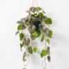 Artificial Plant 50*80CM Leaves in pp pot Hanging plant GS-14521020 Potted Flowers&Plants YeahFlower is one of Chinese leading OEM manufacturers and exporters , supplying the silk flowers, wholesale artificial trees