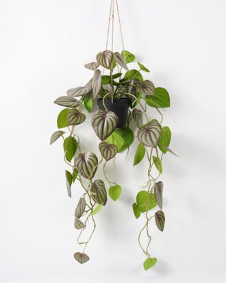 Artificial Plant 50*80CM Leaves in pp pot Hanging plant GS-14521020 Potted Flowers&Plants YeahFlower is one of Chinese leading OEM manufacturers and exporters , supplying the silk flowers, wholesale artificial trees