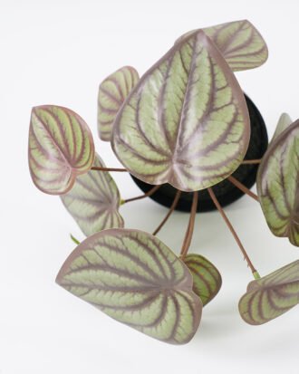 Artificial Plant 18*26CM Leaves in pp pot fake plant GS-14521019 Potted Flowers&Plants YeahFlower is one of Chinese leading OEM manufacturers and exporters , supplying the silk flowers, wholesale artificial trees