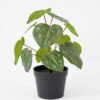 Artificial Plant 22*27CM Leaves in pp pot fake plant GS-14521027 Potted Flowers&Plants YeahFlower is one of Chinese leading OEM manufacturers and exporters , supplying the silk flowers, wholesale artificial trees