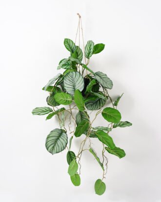 Artificial Plant 65*92CM Leaves in pp pot with rope Hanging plant GS-14521062 Potted Flowers&Plants YeahFlower is one of Chinese leading OEM manufacturers and exporters , supplying the silk flowers, wholesale artificial trees