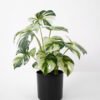 Artificial Plant 36*30*36CM Monstera in pp pot/lvs15 silk flowers GS-14521044 Potted Flowers&Plants YeahFlower is one of Chinese leading OEM manufacturers and exporters , supplying the silk flowers, wholesale artificial trees