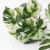Artificial Plant 36*30*36CM Monstera in pp pot/lvs15 silk flowers GS-14521044 Potted Flowers&Plants YeahFlower is one of Chinese leading OEM manufacturers and exporters , supplying the silk flowers, wholesale artificial trees