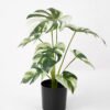Artificial Plant 28*25*35CM Monstera in pp pot/lvs9 silk flowers GS-14521045 Potted Flowers&Plants YeahFlower is one of Chinese leading OEM manufacturers and exporters , supplying the silk flowers, wholesale artificial trees