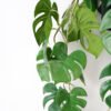 Artificial Plant 60*82CM Monstera in pp pot with rope Hanging plant GS-14521047 Potted Flowers&Plants YeahFlower is one of Chinese leading OEM manufacturers and exporters , supplying the silk flowers, wholesale artificial trees