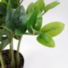 Artificial Plant 53*53*51CM Zamioculcas tree in the PP pot green fake leaf GS-30419014 Potted Flowers&Plants YeahFlower is one of Chinese leading OEM manufacturers and exporters , supplying the silk flowers, wholesale artificial trees