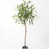 Artificial Tree 80*80*150CM Eucalyptus in spray fake trees GS-63321038 Tree&Plant YeahFlower is one of Chinese leading OEM manufacturers and exporters , supplying the silk flowers, wholesale artificial trees