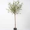 Artificial Tree 80*70*150CM Olive Tree Real tree trunks GS-63321036 Tree&Plant YeahFlower is one of Chinese leading OEM manufacturers and exporters , supplying the silk flowers, wholesale artificial trees