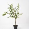 Artificial Tree 47*30*60cm Olive in cement pot fake trees GS-63321017 Tree&Plant YeahFlower is one of Chinese leading OEM manufacturers and exporters , supplying the silk flowers, wholesale artificial trees