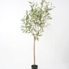 Artificial Tree 80*75*150cm Olive in pp pot Faux trees GS-63321026 Tree&Plant YeahFlower is one of Chinese leading OEM manufacturers and exporters , supplying the silk flowers, wholesale artificial trees