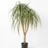 Artificial Tree 80*80*110CM POTTED DRACAENA fake trees GS-63321042 Tree&Plant YeahFlower is one of Chinese leading OEM manufacturers and exporters , supplying the silk flowers, wholesale artificial trees