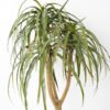 Artificial Tree 80*80*110CM POTTED DRACAENA fake trees GS-63321042 Tree&Plant YeahFlower is one of Chinese leading OEM manufacturers and exporters , supplying the silk flowers, wholesale artificial trees