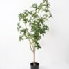 Artificial Tree 58*120CM Pieris in pp pot Faux trees GS-14521032 Tree&Plant YeahFlower is one of Chinese leading OEM manufacturers and exporters , supplying the silk flowers, wholesale artificial trees