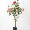 Artificial Tree 65*55*115CM Rose in pp pot Faux trees GS-14521057 Tree&Plant YeahFlower is one of Chinese leading OEM manufacturers and exporters , supplying the silk flowers, wholesale artificial trees