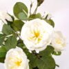 Artificial Flower 30*43cm Rose in pp pot GS-06021016 Potted Flowers&Plants YeahFlower is one of Chinese leading OEM manufacturers and exporters , supplying the silk flowers, wholesale artificial trees