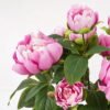 Artificial Flower 36*41cm peony in pp pot GS-06021017 Potted Flowers&Plants YeahFlower is one of Chinese leading OEM manufacturers and exporters , supplying the silk flowers, wholesale artificial trees
