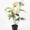 Artificial Flower 40*30*58cm peony in pp pot GS-06021019 Potted Flowers&Plants YeahFlower is one of Chinese leading OEM manufacturers and exporters , supplying the silk flowers, wholesale artificial trees