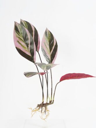 Artificial Plant 35*35*H:50CM Dieffenbachia GS-65321004 Leaves&Sprays&Foliages 3,000+ sqm showroom with thousands of artificial flowers, plants & trees ready for global sourcing.