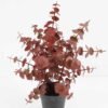 Artificial Plant 27*27*37cm Eucalyptus in PP pot GS-03321145 Potted Flowers&Plants YeahFlower is one of Chinese leading OEM manufacturers and exporters , supplying the silk flowers, wholesale artificial trees