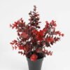 Artificial Plant Eucalyptus in PP pot GS-03321146_1 Artificial Plant 27*27*33cm Eucalyptus in PP pot GS-03321146 Potted Flowers&Plants YeahFlower is one of Chinese leading OEM manufacturers and exporters , supplying the silk flowers, wholesale artificial trees