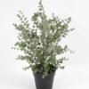 Artificial Plant 26*26*36cm Eucalyptus in PP pot GS-03321147 Potted Flowers&Plants YeahFlower is one of Chinese leading OEM manufacturers and exporters , supplying the silk flowers, wholesale artificial trees