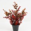 Artificial Plant Eucalyptus in PP pot GS-03321148_1 Artificial Plant 25*25*35cm Eucalyptus in PP pot GS-03321148 Potted Flowers&Plants YeahFlower is one of Chinese leading OEM manufacturers and exporters , supplying the silk flowers, wholesale artificial trees