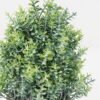 Artificial Plant 12*19CM GRASS IN PAPER POT GS-05521138 Potted Flowers&Plants YeahFlower is one of Chinese leading OEM manufacturers and exporters , supplying the silk flowers, wholesale artificial trees