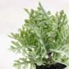 Artificial Plant 10*15CM GRASS IN PE POT GS-05521070 Potted Flowers&Plants YeahFlower is one of Chinese leading OEM manufacturers and exporters , supplying the silk flowers, wholesale artificial trees