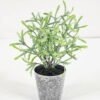 Artificial Plant 7*17CM GRASS IN PE POT GS-05521074 Potted Flowers&Plants YeahFlower is one of Chinese leading OEM manufacturers and exporters , supplying the silk flowers, wholesale artificial trees