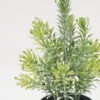 Artificial Plant 8*17CM GRASS IN PE POT GS-05521093 Potted Flowers&Plants YeahFlower is one of Chinese leading OEM manufacturers and exporters , supplying the silk flowers, wholesale artificial trees