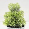 Artificial Plant 8*14CM GRASS IN PE POT GS-05521098 Potted Flowers&Plants YeahFlower is one of Chinese leading OEM manufacturers and exporters , supplying the silk flowers, wholesale artificial trees