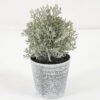 Artificial Plant 8*14CM GRASS IN PE POT GS-05521102 Potted Flowers&Plants YeahFlower is one of Chinese leading OEM manufacturers and exporters , supplying the silk flowers, wholesale artificial trees
