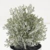 Artificial Plant 8*14CM GRASS IN PE POT GS-05521102 Potted Flowers&Plants YeahFlower is one of Chinese leading OEM manufacturers and exporters , supplying the silk flowers, wholesale artificial trees