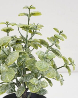 Artificial Plant 9*17CM GRASS IN PE POT GS-05521110 Potted Flowers&Plants YeahFlower is one of Chinese leading OEM manufacturers and exporters , supplying the silk flowers, wholesale artificial trees Artificial Plant 9*17CM GRASS IN PE POT GS-05521110 Potted Flowers&Plants YeahFlower is one of Chinese leading OEM manufacturers and exporters , supplying the silk flowers, wholesale artificial trees