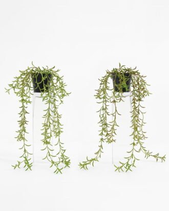 Artificial Plant 32*23*47  Grass in pp pot GS-05521164-G1 Potted Flowers&Plants YeahFlower is one of Chinese leading OEM manufacturers and exporters , supplying the silk flowers, wholesale artificial trees