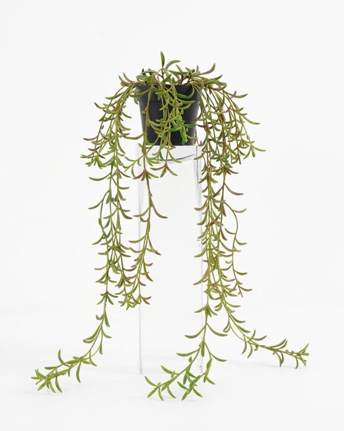 Artificial Plant 32*23*47  Grass in pp pot GS-05521164-G1 Potted Flowers&Plants YeahFlower is one of Chinese leading OEM manufacturers and exporters , supplying the silk flowers, wholesale artificial trees