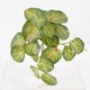Artificial Plant 25*23*17CM Mini Begonia Leaves GS-52321005 Leaves&Sprays&Foliages YeahFlower is one of Chinese leading OEM manufacturers and exporters , supplying the silk flowers, wholesale artificial trees