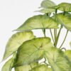 Artificial Plant 25*18*17CM Mini Taro leaf GS-52321003 Leaves&Sprays&Foliages YeahFlower is one of Chinese leading OEM manufacturers and exporters , supplying the silk flowers, wholesale artificial trees