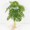 Artificial Plant 25*20*39CM Monstera Spray*9 GS-00121005 Potted Flowers&Plants YeahFlower is one of Chinese leading OEM manufacturers and exporters , supplying the silk flowers, wholesale artificial trees
