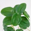Artificial Plant 25*18*17CM Pilea peperomioides GS-52321001 Leaves&Sprays&Foliages YeahFlower is one of Chinese leading OEM manufacturers and exporters , supplying the silk flowers, wholesale artificial trees