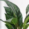 Artificial Plant 32*45cm Rohdea japonica GS-06921052 Leaves&Sprays&Foliages YeahFlower is one of Chinese leading OEM manufacturers and exporters , supplying the silk flowers, wholesale artificial trees