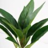 Artificial Plant 22*40cm Rohdea japonica GS-06921056 Leaves&Sprays&Foliages YeahFlower is one of Chinese leading OEM manufacturers and exporters , supplying the silk flowers, wholesale artificial trees