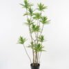 Artificial Tree 60*140cm Dracaena reflexa in pp pot GS-48521048 Tree&Plant YeahFlower is one of Chinese leading OEM manufacturers and exporters , supplying the silk flowers, wholesale artificial trees