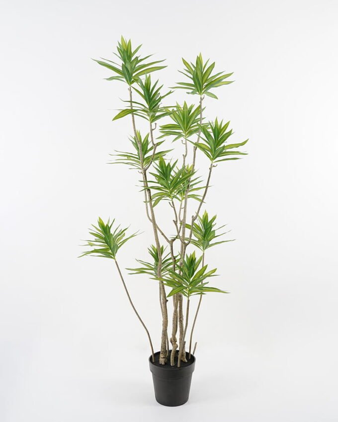 Artificial Tree 60*140cm Dracaena reflexa in pp pot GS-48521048 Tree&Plant YeahFlower is one of Chinese leading OEM manufacturers and exporters , supplying the silk flowers, wholesale artificial trees