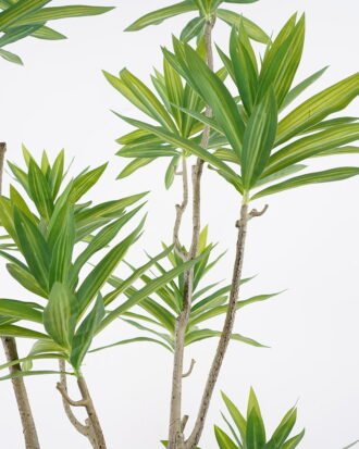 Artificial Tree 60*140cm Dracaena reflexa in pp pot GS-48521048 Tree&Plant YeahFlower is one of Chinese leading OEM manufacturers and exporters , supplying the silk flowers, wholesale artificial trees