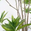 Artificial Tree 90*180cm Dracaena reflexa in pp pot GS-48521050 Tree&Plant YeahFlower is one of Chinese leading OEM manufacturers and exporters , supplying the silk flowers, wholesale artificial trees