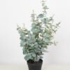 Artificial Tree 48*48*75cm Eucalyptus in pp pot GS-58421014 Tree&Plant 3,000+ sqm showroom with thousands of artificial flowers, plants & trees ready for global sourcing.