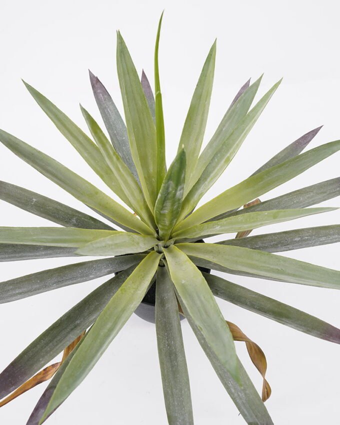 Artificial Tree 57*57*48cm Succulent in pp pot GS-48521035 Tree&Plant YeahFlower is one of Chinese leading OEM manufacturers and exporters , supplying the silk flowers, wholesale artificial trees