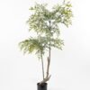 Artificial Tree 78*78*120cm heavenly bamboo tree in pp pot GS-48521028 Tree&Plant YeahFlower is one of Chinese leading OEM manufacturers and exporters , supplying the silk flowers, wholesale artificial trees